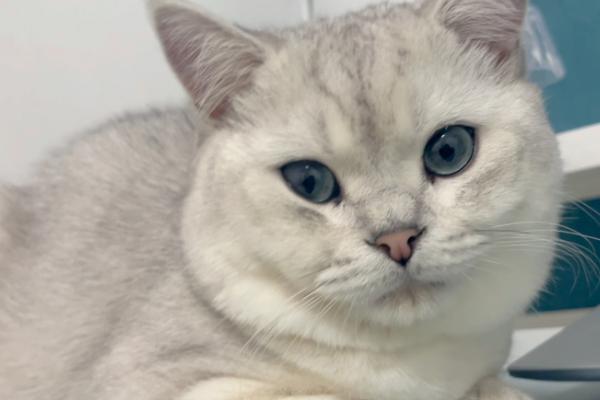 猫肠梗阻怎么判断，可通过腹部触诊