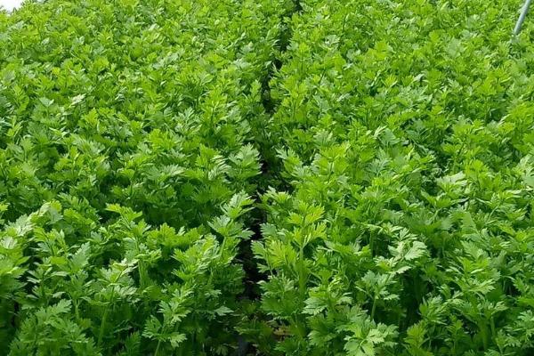 芹菜的种植方法，一年四季都可以种植