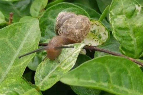 蜗牛有什么危害，会大面积破坏农作物
