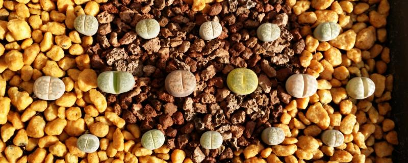 夏天休眠的多肉种类，常见的有生石花、雪莲等
