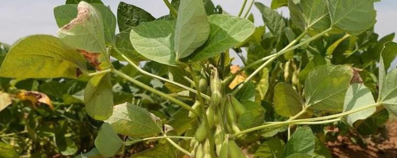 吉科密豆1号大豆品种简介，密植类型中熟品种