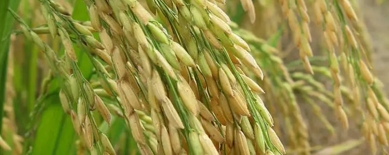 通系933水稻品种简介，结果表明对苗瘟表现中抗