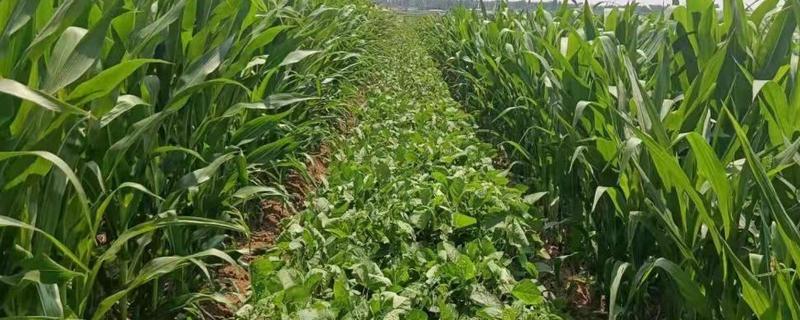 吉农54大豆品种简介，8月中旬及时防治大豆食心虫