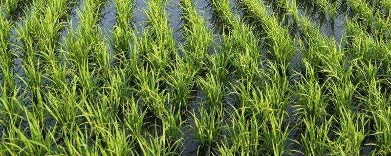 吉农大158水稻种子特点，生育期间注意及时防治稻瘟病