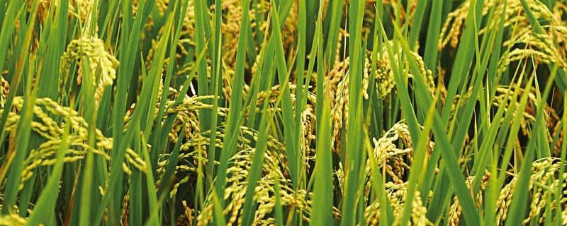 通科39水稻品种简介，晚熟品种