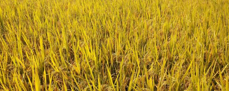 东粳67水稻种子特点，生育期136天