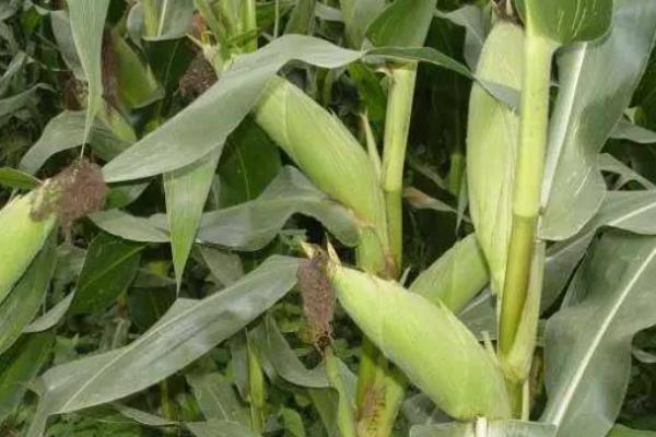 沪甜3号玉米种子特征特性，每亩种植3300株左右为宜