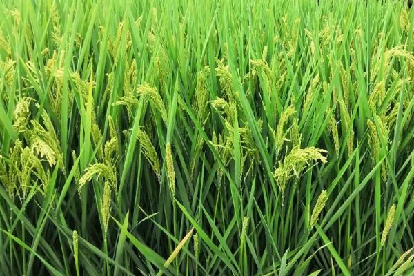 常农粳12号水稻种子特点，每亩栽插1.8万~2.0万穴