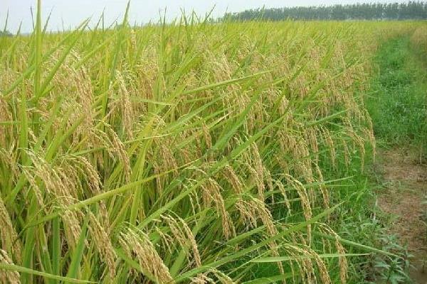 巨风优441水稻种子特征特性，全生育期为126.6天