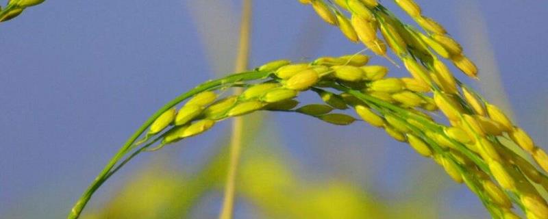 早优827水稻品种的特性，该品种株型紧束