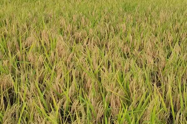 糯优399水稻品种的特性，该品种田间长势均衡