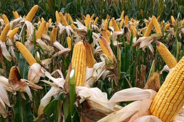 鲁单2318玉米种子特征特性，适宜密度为每亩4500株左右