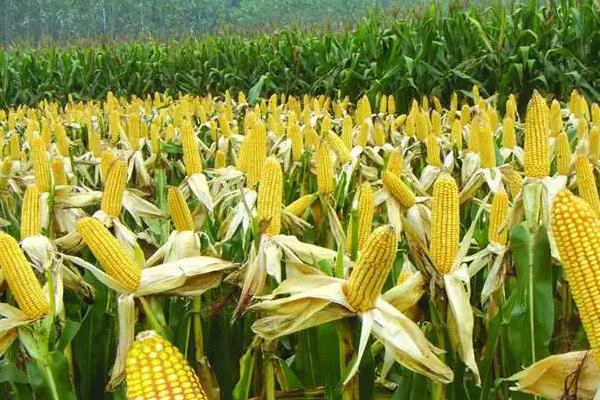 德迪336玉米品种简介，夏播生育期107天