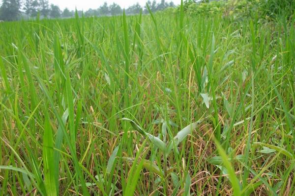 糯优399水稻品种的特性，该品种田间长势均衡