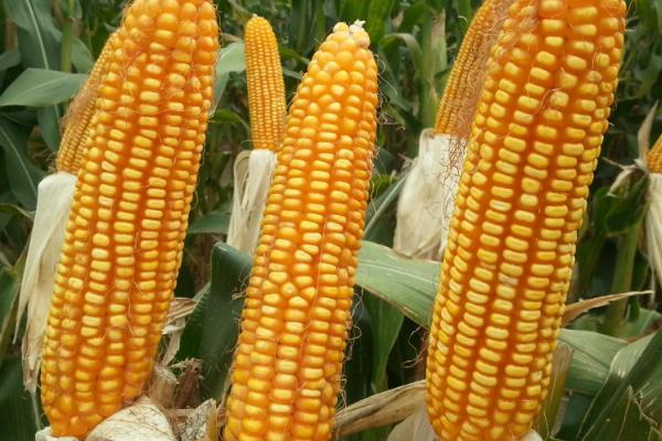 德迪336玉米品种简介，夏播生育期107天