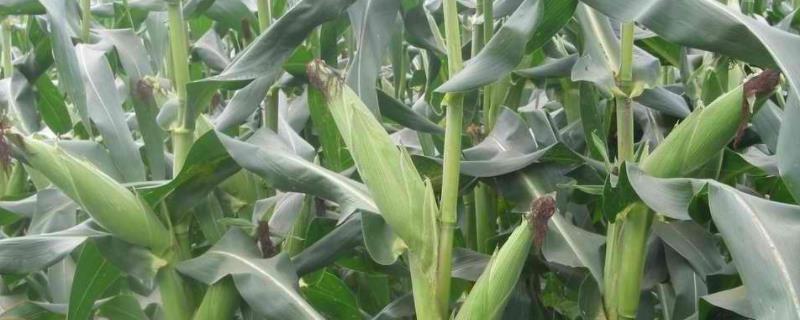 德瑞68玉米种子特征特性，中抗茎腐病和穗腐病