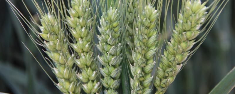 山农36小麦品种的特性，适宜播期10月5～15日