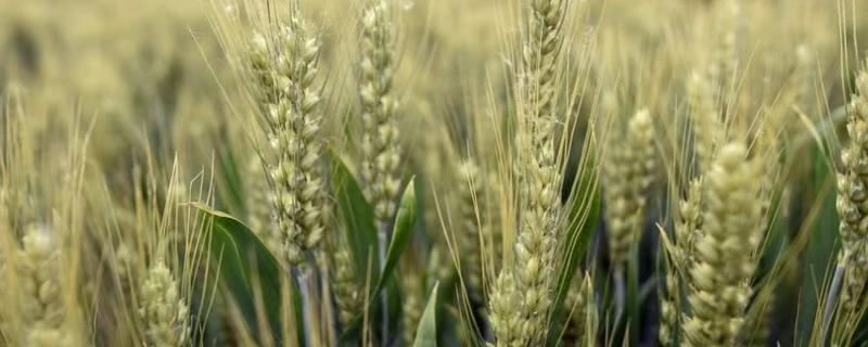 藁优5766小麦品种简介，适宜播期10月5日～15日
