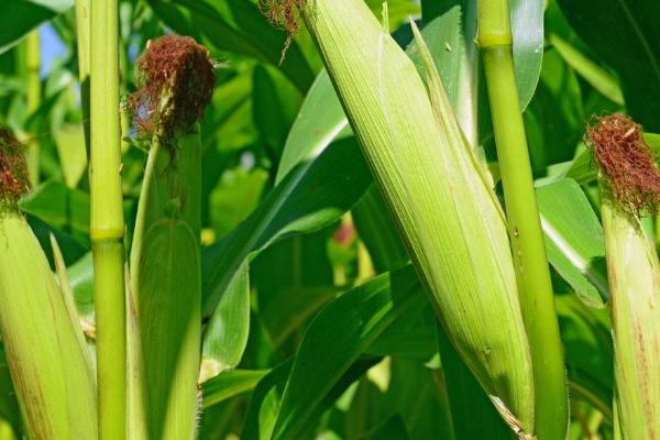 德瑞68玉米种子特征特性，中抗茎腐病和穗腐病