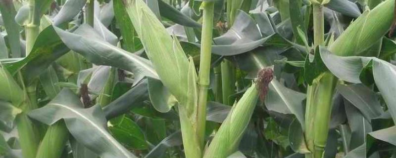 绍玉3号玉米种子简介，6月上中旬播种