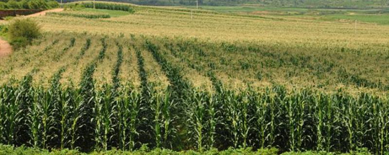 河洛158玉米种子简介，种植密度4500株/亩左右