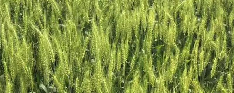 郑育11小麦种子介绍，半冬性品种