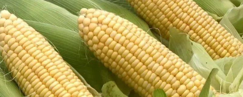 丰玉601玉米种子特点，中后期注意防治玉米螟和蚜虫