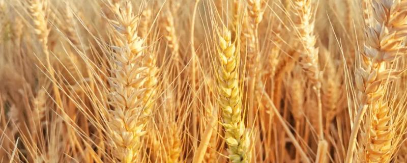泛麦536小麦种子简介，半冬性品种