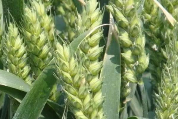 郑育11小麦种子介绍，半冬性品种