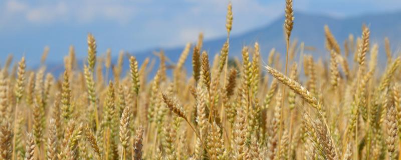 孟麦0818小麦品种简介，每亩适宜基本苗16～20万