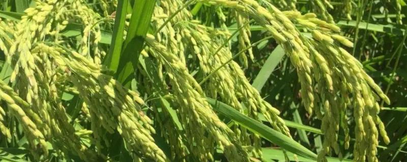 广优7289水稻种子简介，每亩施纯氮总量13kg左右