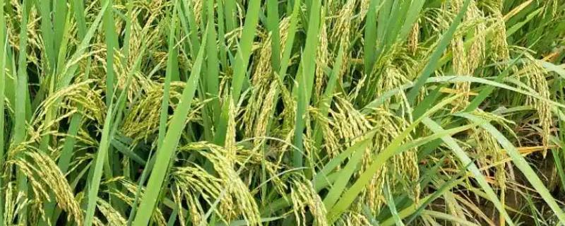 隆两优3206水稻种子特征特性，播种前宜用咪鲜胺浸种