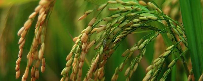 顺优656水稻品种简介，湘北6月20日左右播种