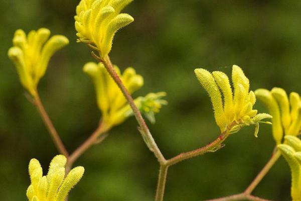 袋鼠爪花的寓意，寓意幸运高雅、顽强坚韧