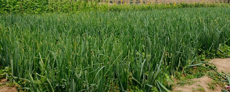 洋葱适合什么时候种，具体种植时间与地区有关