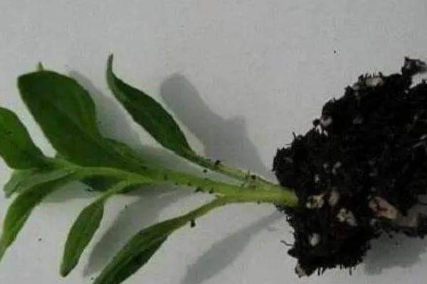矮牵牛如何摘心，春季或秋季摘心为佳