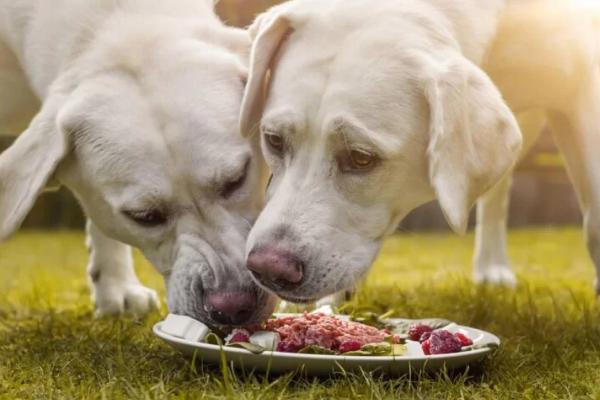 狗狗护食怎么纠正，先改变喂食方法