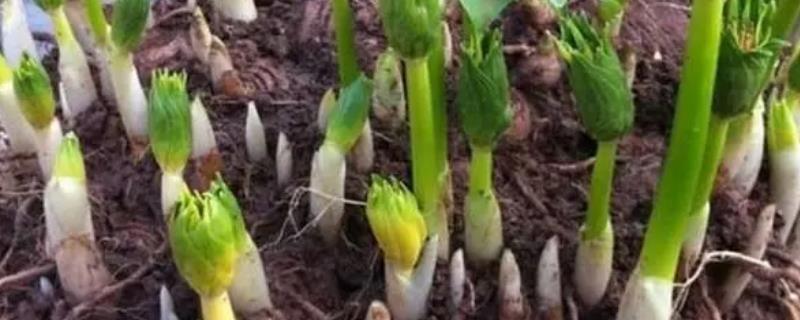 重楼种子怎么浸泡催芽，使用温水浸泡催芽