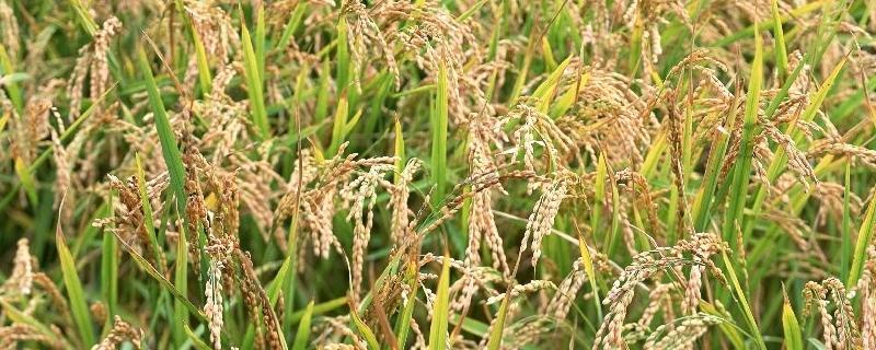 越两优305水稻种子特征特性，注意防治白叶枯病