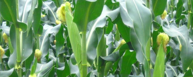 恒泰989玉米品种的特性，中抗小斑病