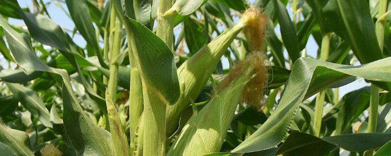 神玉66玉米种子特征特性，一次性播种全苗