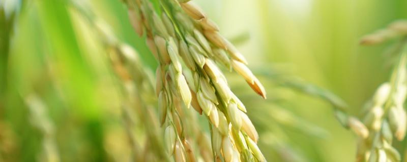 百香长糯水稻种简介，每亩有效穗数16.7万