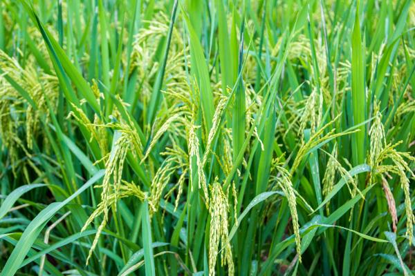 百香长糯水稻种简介，每亩有效穗数16.7万