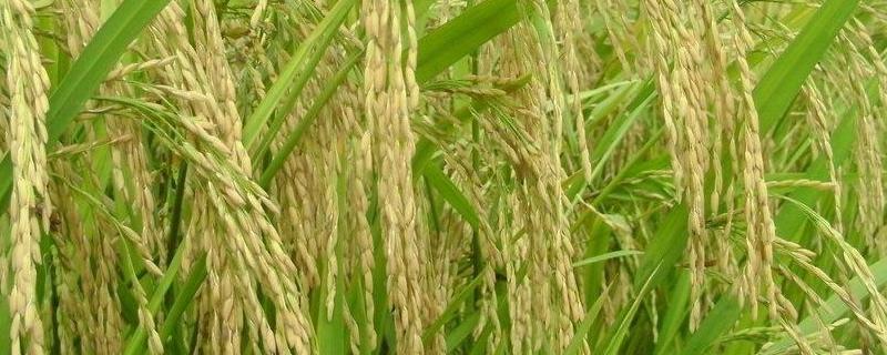 香两优1116水稻种子特征特性，籼型两系杂交水稻品种