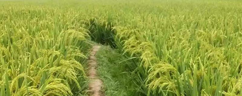 科德优3号水稻种子介绍，每亩大田用种量1～25千克