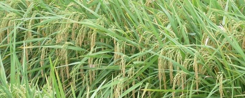 68优华占水稻种子特点，每亩有效穗数18.0万