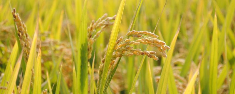 灵丰891水稻品种简介，全生育期110.3天