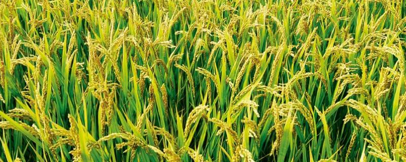 泰两优86水稻品种简介，做好草害防治