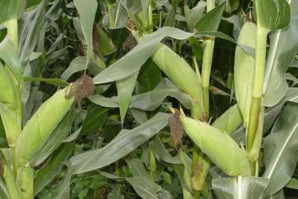 秋庆1号（试验名称：秋庆1号）玉米种子特征特性，注意防治纹枯病
