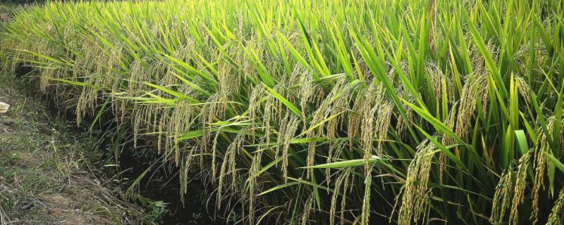 丰优9516（试验名称：丰优9516）水稻品种简介，根据当地的栽培习惯和土地肥力